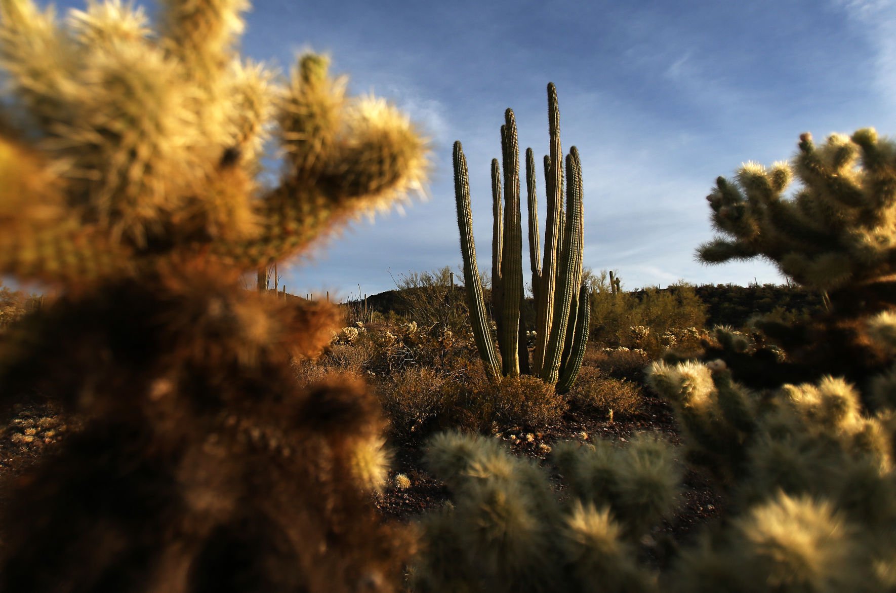 Organ Pipe National Monument